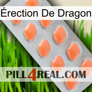 Érection De Dragon 26
